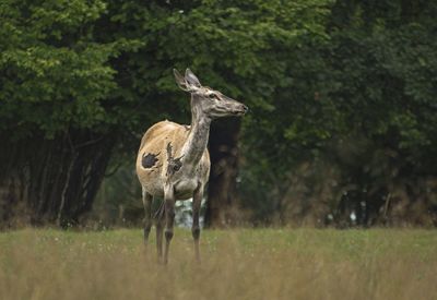Deer standing on field
