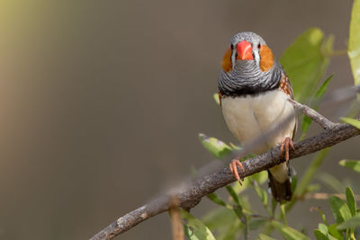 Close-up of bird perching on branch