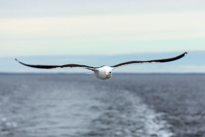 Seagull flying over sea against sky