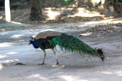 View of peacock