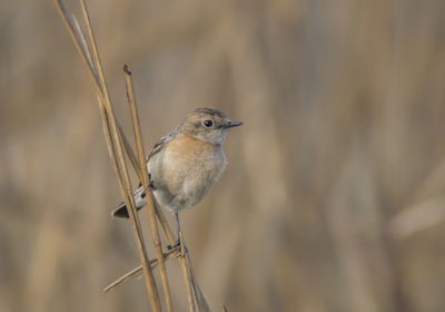 Close-up of bird perching on twig