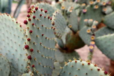 Close-up of prickly pear cactus