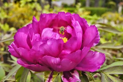 Close-up of bee on flower