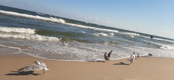 View of seagulls on beach