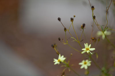 Close-up of tiny white flowers