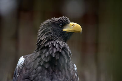 Close-up of a bird looking away