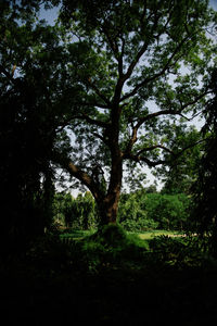 Trees in forest