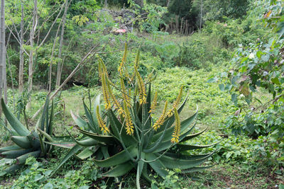 Plants growing in forest