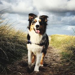 Australian shepherd amidst grass against cloudy sky at beach