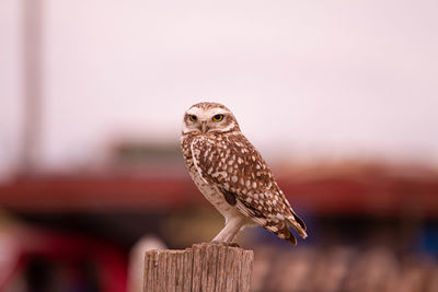 Close-up of bird perching on wooden post