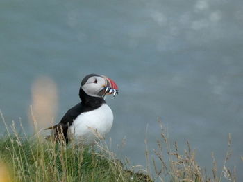 Fishing puffin