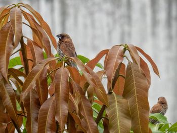 Scaly-breasted munias perching on tree