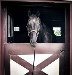 Portrait of horse in stable