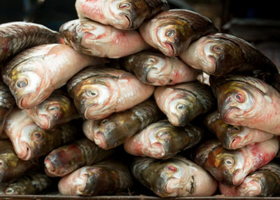 Closeup textures of carp to the fish counter