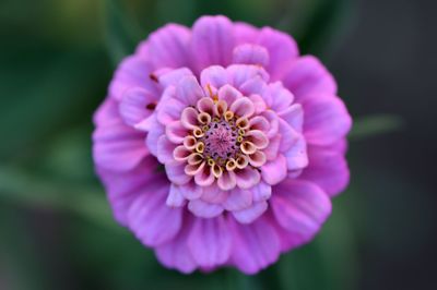 Macro shot of pink flower
