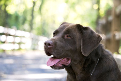 Close-up of dog