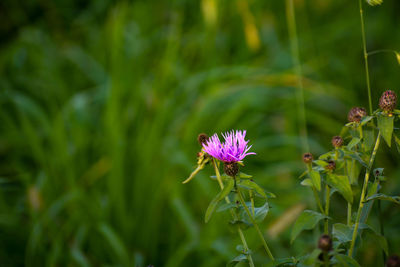 Close-up of purple flowering plant