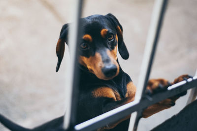 Close-up of dog looking away