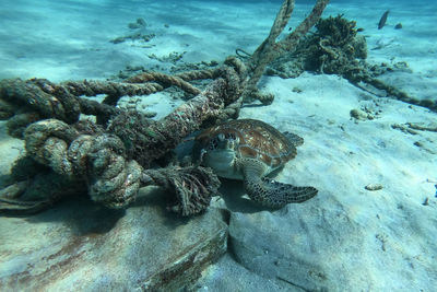 High angle view of crab in sea