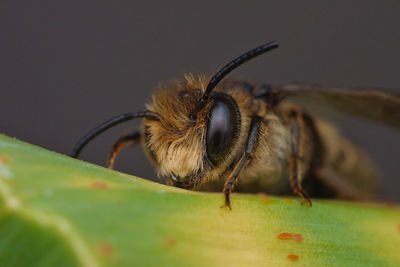 Close-up of bee on leaf