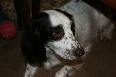 Close-up portrait of dog