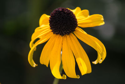 Close-up of yellow daisy flower