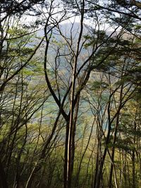 Low angle view of trees in forest
