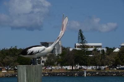 Seagull flying over wooden building against sky