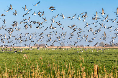 Birds flying over field against sky