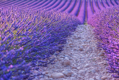 Full frame shot of lavender on field