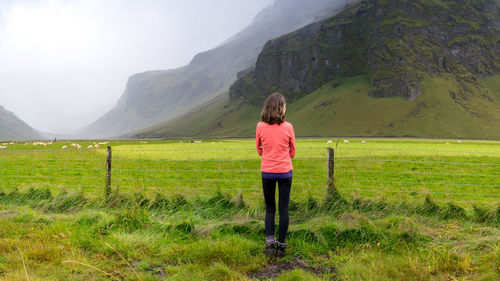 Hiker in a bright fleece checking out sheep grazing in iceland