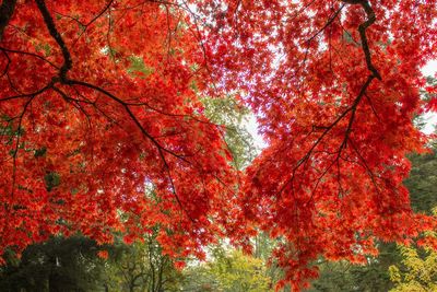 Close-up of red tree