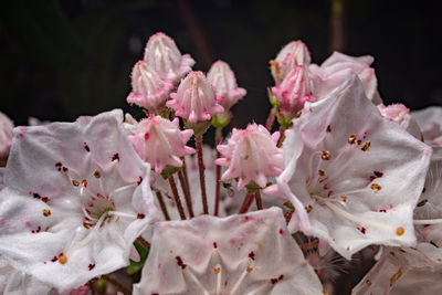 Close-up of pink flowering plants