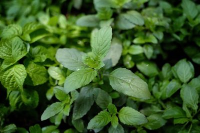 Close-up of water drops on leaves