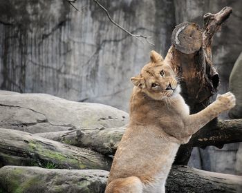 Close-up of lion