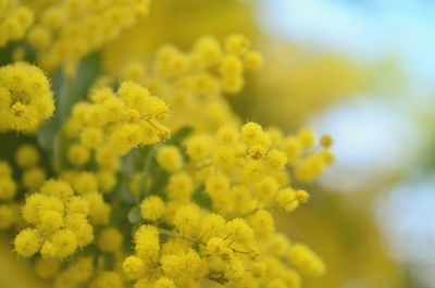 Close-up of fresh yellow flowers