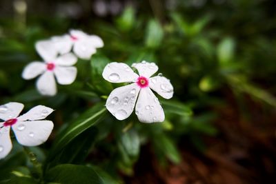 Close-up of wet white flowering plant