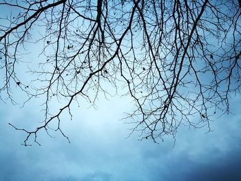 Low angle view of tree branch against sky