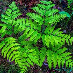 Full frame shot of leaves