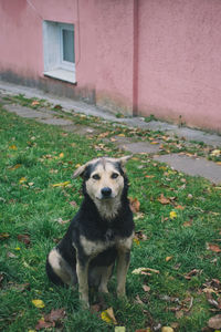 Portrait of dog sitting on field