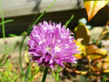 Close-up of purple flower blooming outdoors
