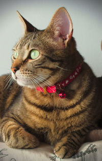 Close-up of a cat looking away