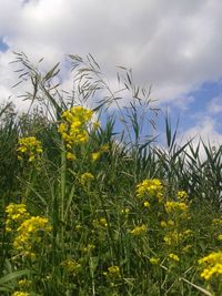 Yellow flowers on field against cloudy sky