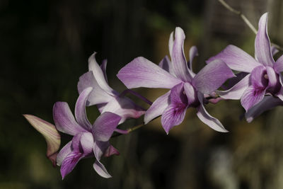 Close-up of purple flowering plant