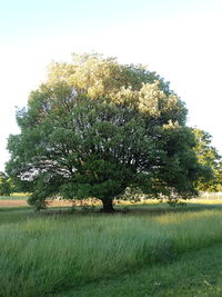 Tree on field against clear sky