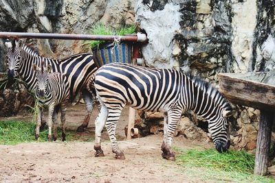 Zebras in a zoo