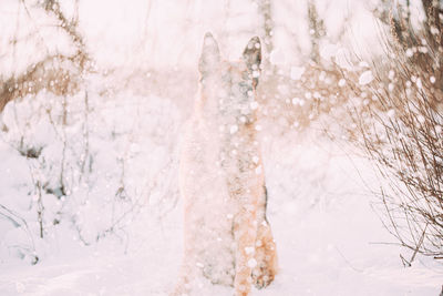 Close-up of snow covered field