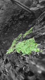 High angle view of moss growing outdoors