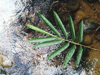 Close-up of fresh green plant