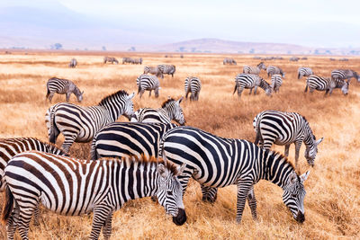 Zebras in a field